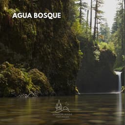 Agua Bosque - Sonido Del Bosque y Naturaleza