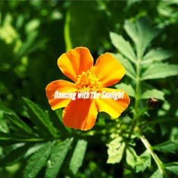 Dancing with the Sunlight - Coffee jazz Relax