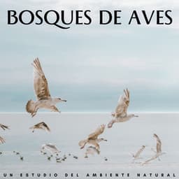 Bosques De Aves: Un Estudio Del Ambiente Natural - Estudio de sonidos de lluvia