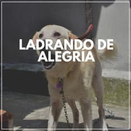 Ladrando De Alegría - Mascotas tranquilas