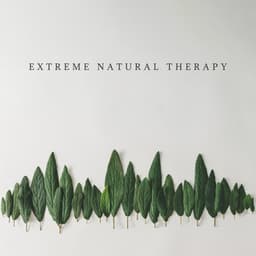 Extreme Natural Therapy: Forest Sounds, Water Purification, Wind Reflection - Nature Sounds Paradise