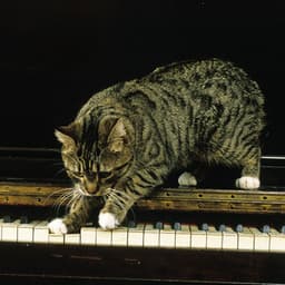 Feline Jazz Harmony: Piano Melodies for Cats - Piano Jazz Calming Music Academy