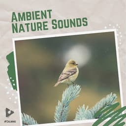 Ambient Nature Sounds - #Calming