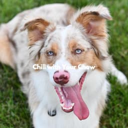 Chill with Your Chow - Dog Music Hour