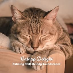 Catnap Delight: Calming Chill Melody Soundscapes - Happy Chillout Playlist
