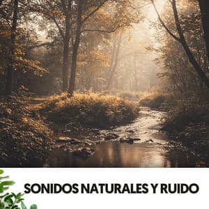 Sonidos Naturales y Ruido: Cuna de gotas - Música Relajante Para Leer
