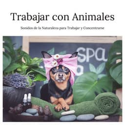 Trabajar con Animales: Sonidos de la Naturaleza para Trabajar y Concentrarse - Thiago Mascotas