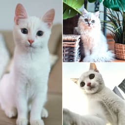 Feelings for Sleepy Kitten - Cat Relax