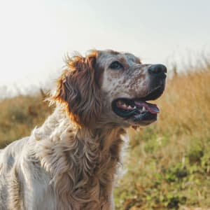 Music for Lovely Hounds - Doggy Music
