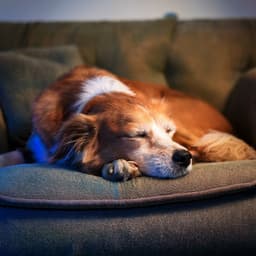 Sueño Silencioso: Ritmos De Hip Hop Para Perros - Latidos suaves