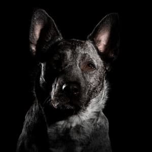 Acordes De Acompañamiento: Música Para La Relajación De Mascotas - Ambiente 11