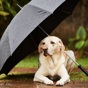 Nature's Symphony: Rain-Infused Binaural Bliss for Dogs - Paz Sounds