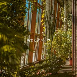 高まるグルーヴ - Classic Bosas Nova Radio