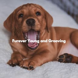 Furever Young and Grooving - Doggy Relaxing Sounds