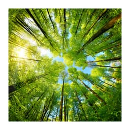 Nature Sounds - Calm Forest For Sleeping - Dream Supplier