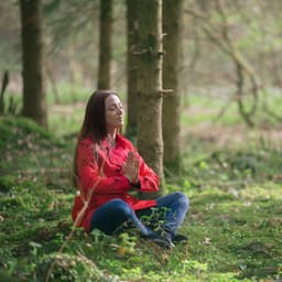 Forest's Symphony: Meditative Sounds of Nature - Peaceful Nature Sounds