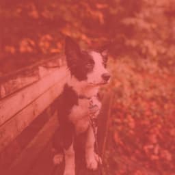 Sprightly Backdrop for Energetic Puppies - Dog Separation Anxiety Music