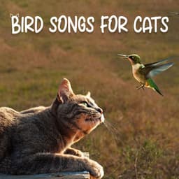 Bird Songs for Cats - Gary Winter