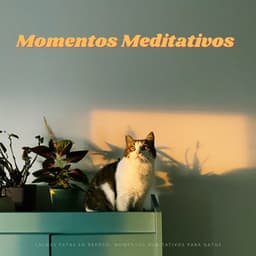 Calmas Patas En Reposo: Momentos Meditativos Para Gatos - Música ambiental relajante