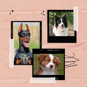 Mysterious Guitar Pop - Background for Sweetest Dogs - Dog Music Library