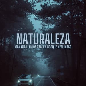 Naturaleza: Mañana Lluviosa En Un Bosque Neblinoso - Musica Lluvia Tranquila