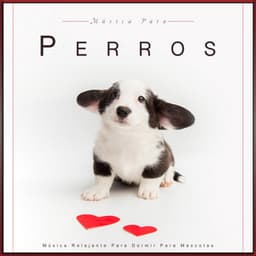 Música Para Perros: Música Relajante Para Dormir Para Mascotas - Música Para Perros