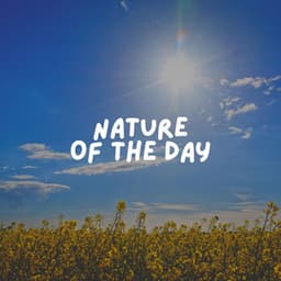 Nature of the Day - Sounds of the Forest