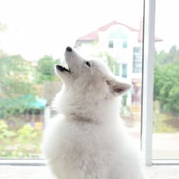 Oasis in Piano Rain: Dog Harmony Howls - Harmony River