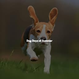 Dog Days of Summer - Modern Jazz Fusion