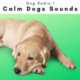 4 Paws: Calm Dogs Sounds - Dog Radio 1