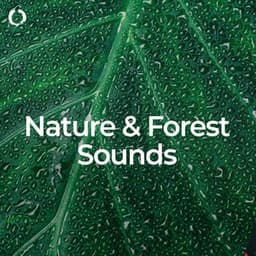 Nature & Forest Sounds: Best for Sleep - Sounds of the Forest