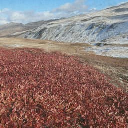 Whispers of Calm - Johann Sebastian Bach