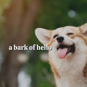 A Bark of Hello - Dog Music
