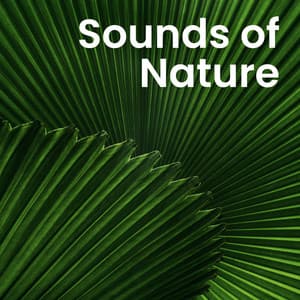 Serenity of Nature: Healing Forest & Tranquil Soundscapes - Natural Sound Makers