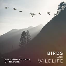 Birds and Wildlife - Relaxing Sounds Of Nature