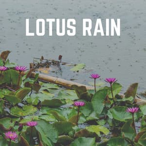 Lotus Rain - Relaxing Rain Sounds