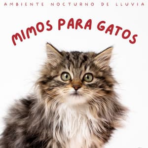 Mimos Para Gatos: Ambiente Nocturno De Lluvia - Deja que llueva
