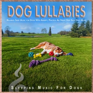 Dog Lullabies: Relaxing Sleep Music for Dogs With Anxiety, Peaceful All Night Deep Sleep Dog Music - Sleeping Music For Dogs