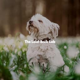 The Laid-Back Lab - Dog Music Radio