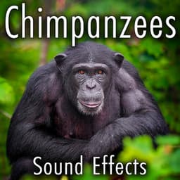 Chimpanzees Sound Effects - Sound Ideas