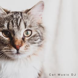 Soothing Meows - Cat Music DJ