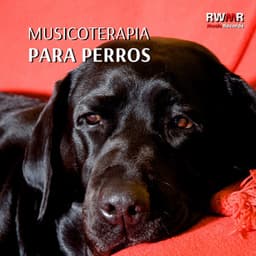 Musicoterapia para perros – Música de fondo para animales solos en casa, relajación, tranquilidad, sin miedo, melodías relajantes para reducir la ansiedad - RW Terapia de sonido