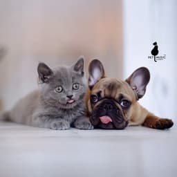 The Still Garden of Companionship - Pet Music Academy