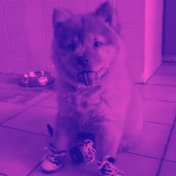 Music for Chillin with Pups - Chill My Pooch