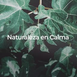 Naturaleza en Calma: Sonidos para Dormir Profundamente - Academia de Música con Sonidos de la Naturaleza