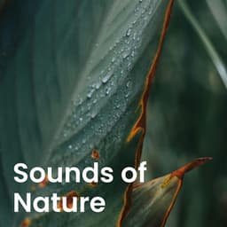 Tranquil Music Sound of Nature: Peaceful Forest & Natural Harmony - Tranquil Music Sound of Nature