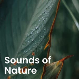 Tranquil Music Sound of Nature: Peaceful Forest & Natural Harmony - Tranquil Music Sound of Nature