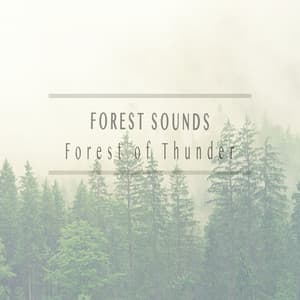 Forest of Thunder - Forest Sounds