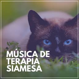 Música de Terapia Siamesa - Musica para Gatos