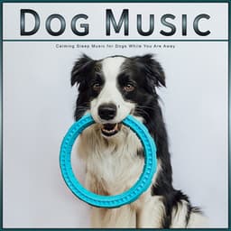 Dog Music: Calming Sleep Music for Dogs While You Are Away - Music for Dog's Ears